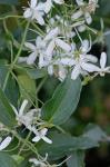 Clematis terniflora DC.