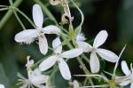 Clematis terniflora DC.