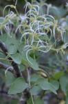 Clematis terniflora DC.
