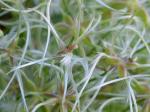 Clematis terniflora DC.
