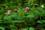 Clematis viorna L.