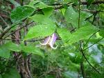 Clematis viorna L.