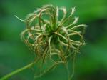Clematis viorna L.