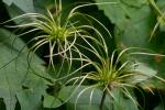Clematis viorna L.