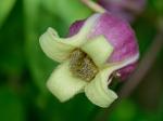 Clematis viorna L.