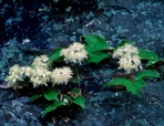 Clematis virginiana L.