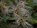 Clematis virginiana L.