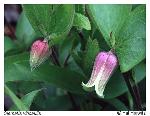 Clematis viticaulis Steele