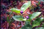 Clematis viticaulis Steele