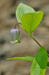 Clematis viticaulis Steele