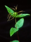 Clematis viticaulis Steele