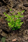 Clematis viticaulis Steele