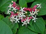 Clerodendrum trichotomum Thunb.