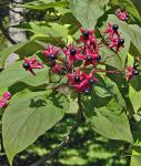 Clerodendrum trichotomum Thunb.