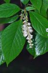 Clethra acuminata Michx.