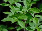 Clethra acuminata Michx.