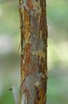 Clethra acuminata Michx.