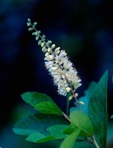 Clethra alnifolia L.