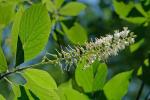 Clethra alnifolia L.