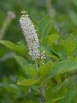 Clethra alnifolia L.