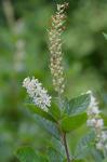 Clethra alnifolia L.