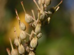 Clethra alnifolia L.