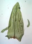 Climacium americanum Bridel