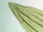 Climacium americanum Bridel