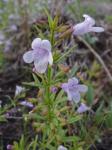 Clinopodium arkansanum (Nutt.) House