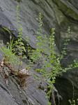 Clinopodium calamintha (L.) Stace