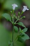 Clinopodium calamintha (L.) Stace