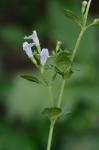 Clinopodium calamintha (L.) Stace