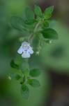 Clinopodium calamintha (L.) Stace