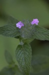 Clinopodium vulgare L.