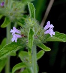 Clinopodium vulgare L.