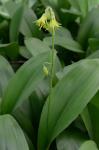 Clintonia borealis (Ait.) Raf.
