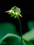 Clintonia borealis (Ait.) Raf.