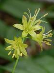 Clintonia borealis (Ait.) Raf.