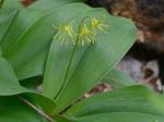 Clintonia borealis (Ait.) Raf.