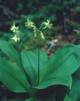 Clintonia borealis (Ait.) Raf.
