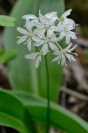 Clintonia umbellulata (Michx.) Morong