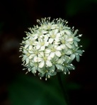 Clintonia umbellulata (Michx.) Morong