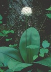 Clintonia umbellulata (Michx.) Morong