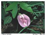 Clitoria mariana L. var. mariana