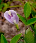 Clitoria mariana L. var. mariana