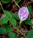 Clitoria mariana L. var. mariana