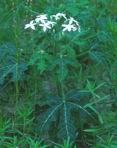Cnidoscolus stimulosus (Michx.) Engelm. & Gray