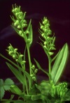 Dactylorhiza viridis (L.) R.M. Bateman Pridgeon, & M.W. Chase