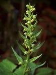 Dactylorhiza viridis (L.) R.M. Bateman Pridgeon, & M.W. Chase