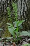 Dactylorhiza viridis (L.) R.M. Bateman Pridgeon, & M.W. Chase